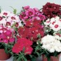 Dianthus chinensis Diana Full Mixture3